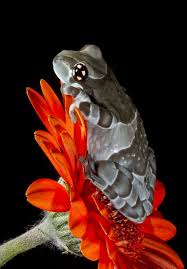 Amazon Milk Frog Frog