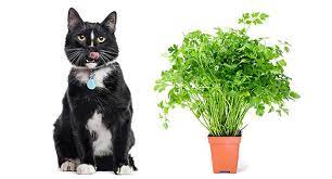 The answer to this question isn't straightforward and varies from source to source. Can Cats Eat Parsley Is Parsley Safe For Cats