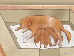 How To Care For Newborn Puppies Newborn Puppies Whelping Puppies Pregnant Dog