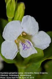 Image result for Asystasia intrusa