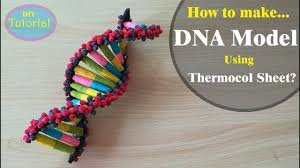 How To Make A Dna Model Using Thermocol Dna Model Dna Dna Project
