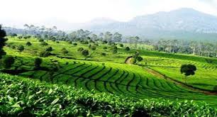 Check spelling or type a new query. Inilah 6 Kebun Teh Di Bandung Paling Terkenal Dan Eksotis
