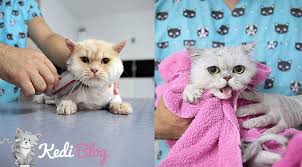 Istanbulda Kedinizi Tras Ettirebileceginiz Pet Kuaforler Kedi Blog
