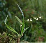 Image result for Angraecum sacciferum