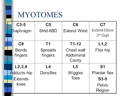 Myotomes Dermatomes Myotomes Ppt Download