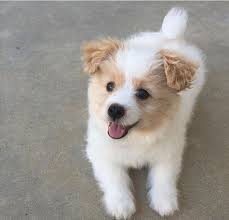 Pomapoo Pomeranian Miniature Poodle Mix Poodle Mix Breeds Cute Dogs Poodle Dog