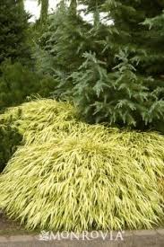 Image result for monrovia green pot