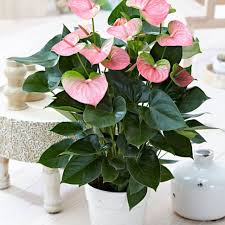 Queste rose sono spesso conosciute anche come ibridi di tea, derivanti dall'incrocio tra una rosa tea e un ibrido perpetuo. 1 Pianta Di Anthurium Rosa In Vaso 17cm Da Interno Appartamento Anturio