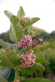 Which Native Milkweeds Should You Plant For Monarch Butterflies Butterfly Garden Plants Monarch Butterfly Garden Butterfly Plants