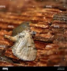 Image result for Eupithecia trisignaria