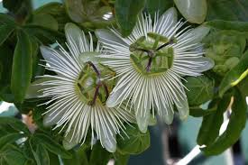 Image result for Passiflora caerulea