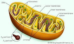 Check spelling or type a new query. Mitochondria Jjohnson Elps301