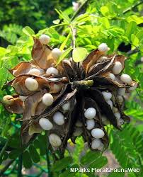 Image result for Abrus canescens