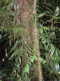 Image result for Lomariopsis