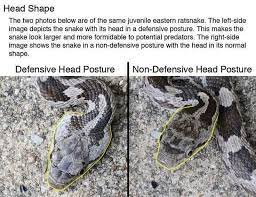 Don T Always Go By Head Shape Because Most Nonvenomous Snakes Can Flatten Their Heads Snake Head Shapes Year Of The Snake