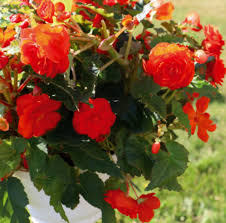 Image result for Begonia potamophila