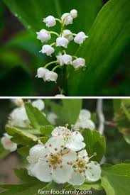 All 50 state flowers in alphabetical order. 350 Different Types Of Flowers With Names And Pictures A Z
