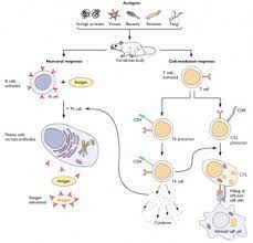 Adaptive Immune Defenses