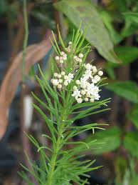 Image result for Asclepias graminifolia