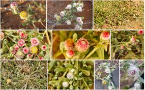 Image result for Helichrysum argyrosphaerum