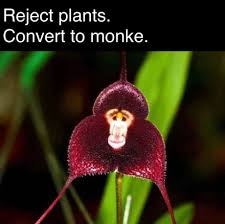 A rare orchid Dracula simia looking ...