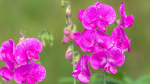 Image result for Lathyrus hirsutus