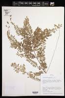 Image result for Phyllanthus boehmii
