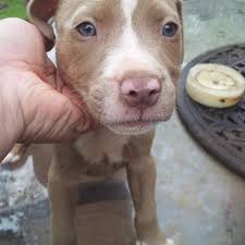Find a puppies on gumtree, the #1 site for dogs & puppies for sale classifieds ads in the uk. Best Red Nose Pitbull Puppies For Sale In Victor Ashe Park Tennessee For 2021