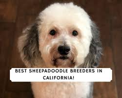 We breed f1 & f1b mini sheepadoodles!! 5 Best Sheepadoodle Breeders In California 2021 We Love Doodles