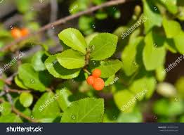 Image result for Grewia similis