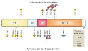 Polyubiquitination Inhibition Of Estrogen Receptor Alpha And