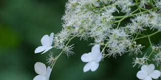 Arbustes D Ornement Conseils Et Culture Arbustes Du Jardin Page 3
