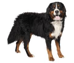 Teddy finished his championship on january 16, 2020 at the portland oregon show with 3 majors. Bernese Mountain Dog Dog Breed Facts And Information Wag Dog Walking
