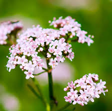 Image result for Valerianaceae