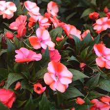 Image result for Impatiens oreocallis