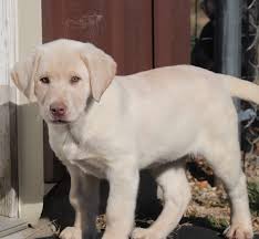 Even dogs that do not love to listen to and dance to live music or eat some delicious. Remy Labrador Retriever Puppy 632183 Puppyspot