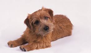 In addition to being ratters, norwiches were norwich and norfolk terriers are so closely related that the akc did not recognize them as separate breeds until 1979. Norfolk Terrier Breed Information