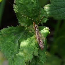 Image result for Kyllinga appendiculata