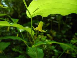 Image result for Streptopetalum