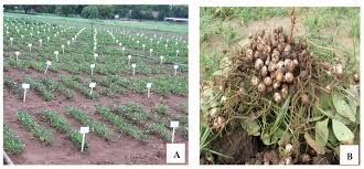 Image result for Vigna subterranea