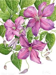 Check spelling or type a new query. Clematis Jackmanii Clematis Botanical Floral Art Flower Art Flower Drawing
