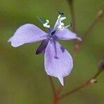 Image result for Murdannia semiteres