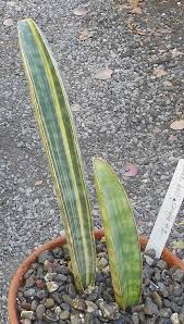 Image result for Sansevieria hallii