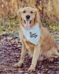 Like other goldies, the canadian type of golden retriever is a muscular, sturdy canine of medium size. Golden Rescue About The Majestic Golden Retriever