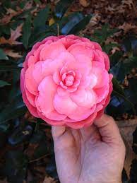 Camellia Japonica Jack S 12 6 13 Willow Flower Flower Images Camellia Flower
