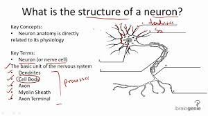 The Nervous And Endocrine Systems Psychology