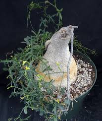 Image result for Kedrostis