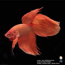 Aquabid Com The Paintting Of China Orange Animais Bonitos Animais