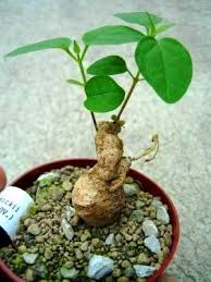 Image result for Ceropegia meyeri-johannis