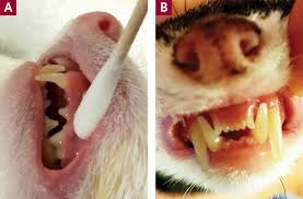 Ferret Dentistry No Weaseling About It Todays